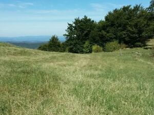 Plot below Cigote-Zlatibor