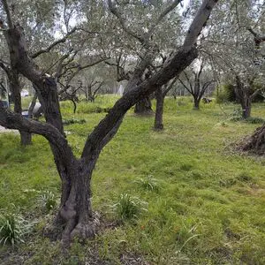 Olive Grove with cottage