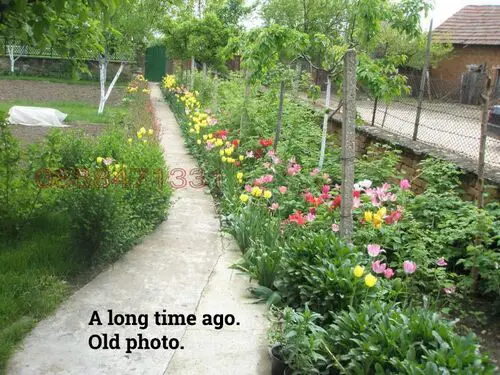 Old image of front garden